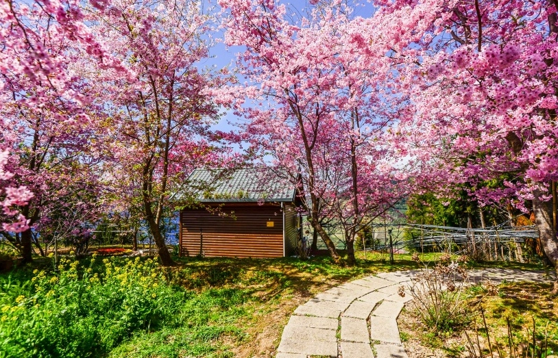 樱花开花时间预测