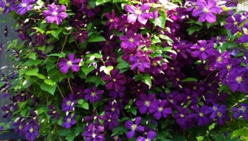 鐵線蓮開花季節