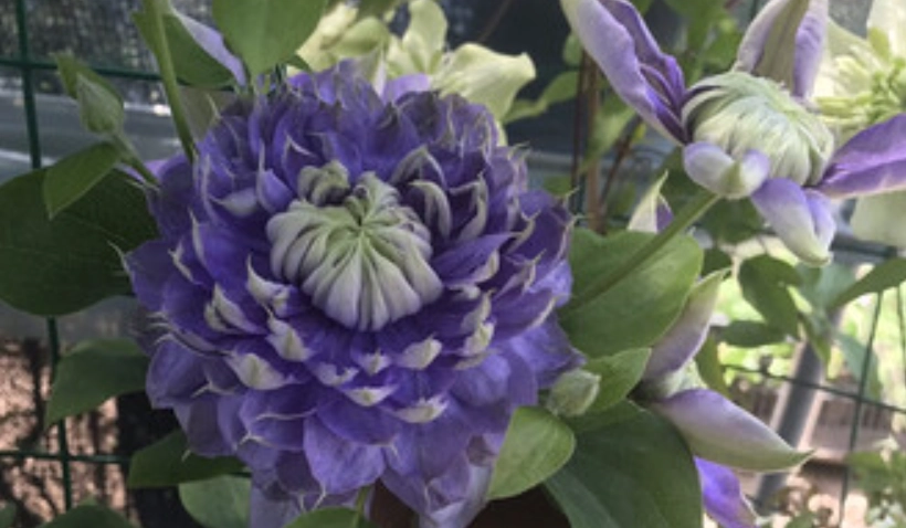 铁线莲蓝光品种