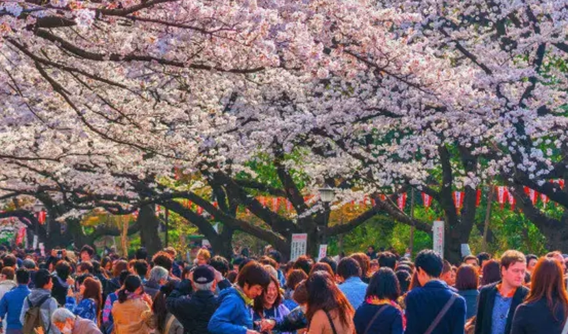 名古屋櫻花季節