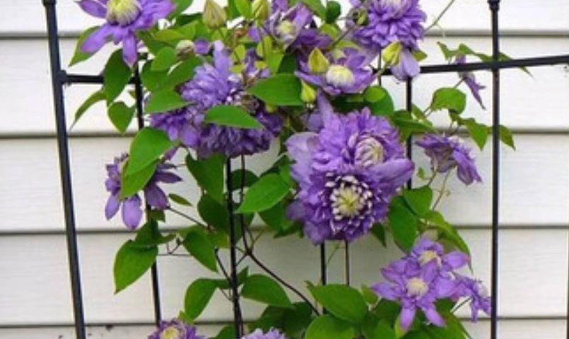 铁线莲蓝光种植