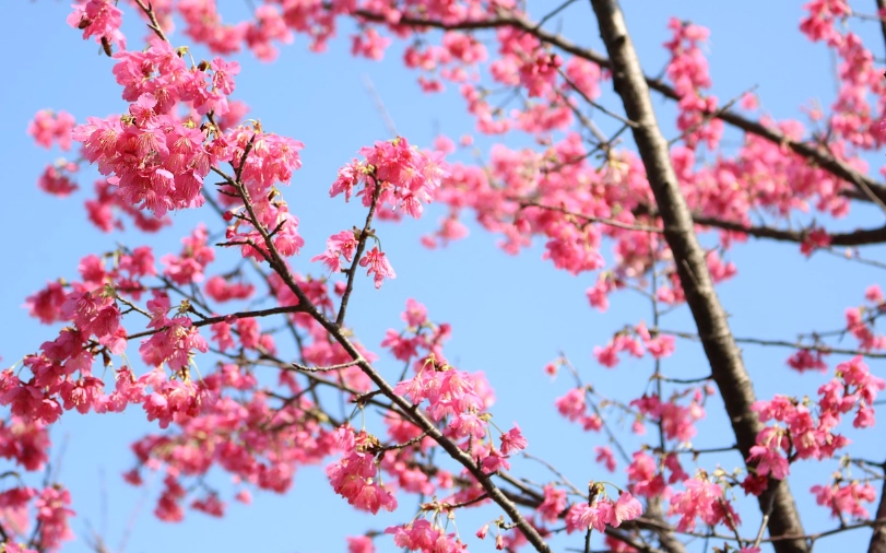 台湾樱花开花时间