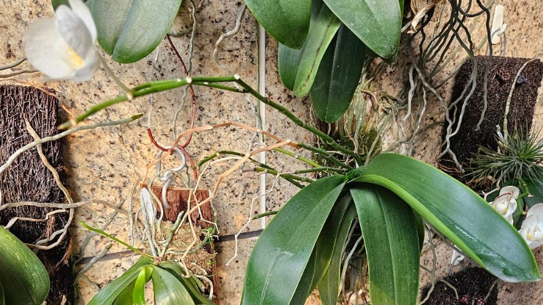 蘭花照顧常見問題