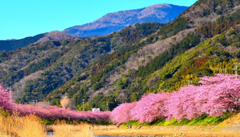 伊豆河津櫻旅遊