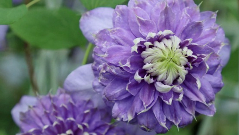 铁线莲蓝光种植