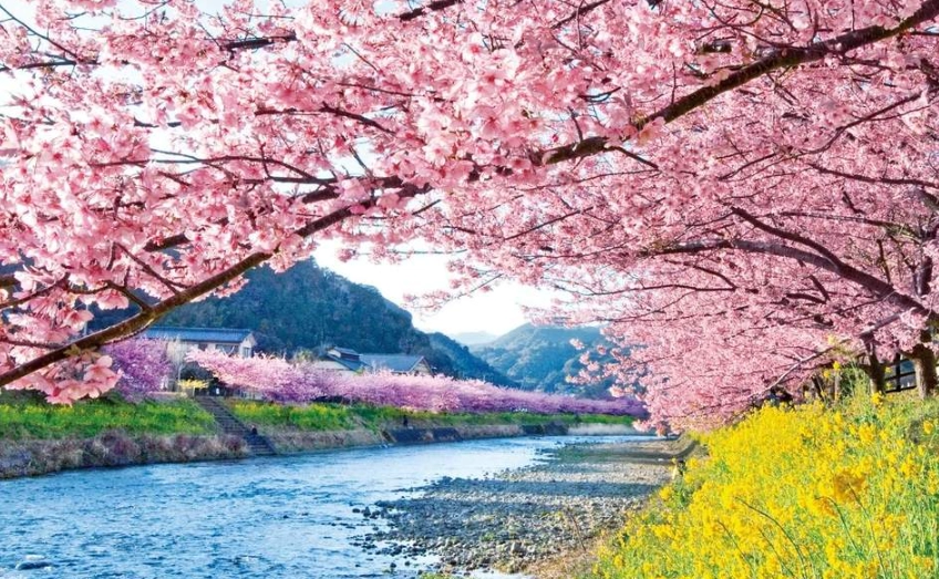 河津櫻一日遊
