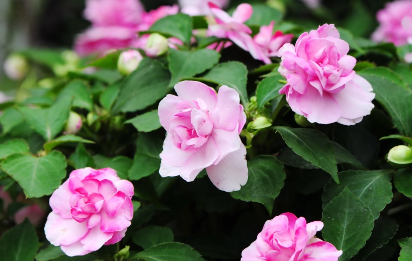 非洲鳳仙花種植