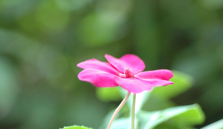 鳳仙花象徵意義