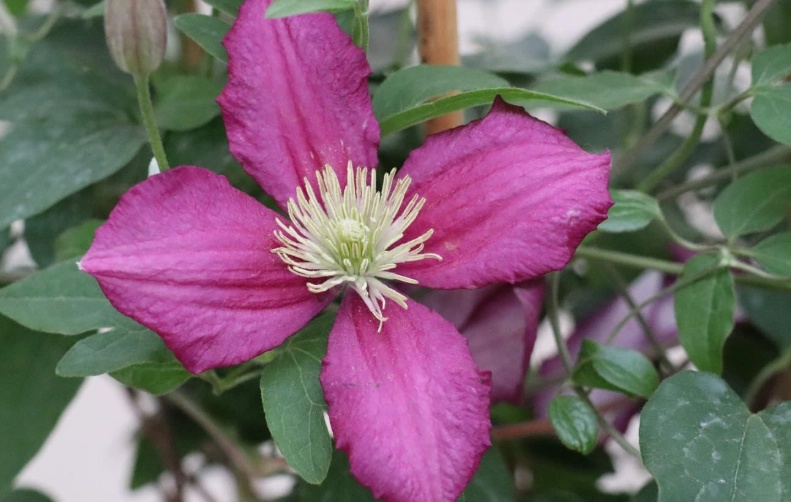 铁线莲品种分类