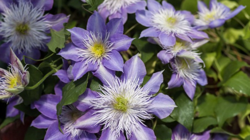 铁线莲品种分类