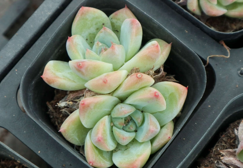 多肉植物葉子下垂