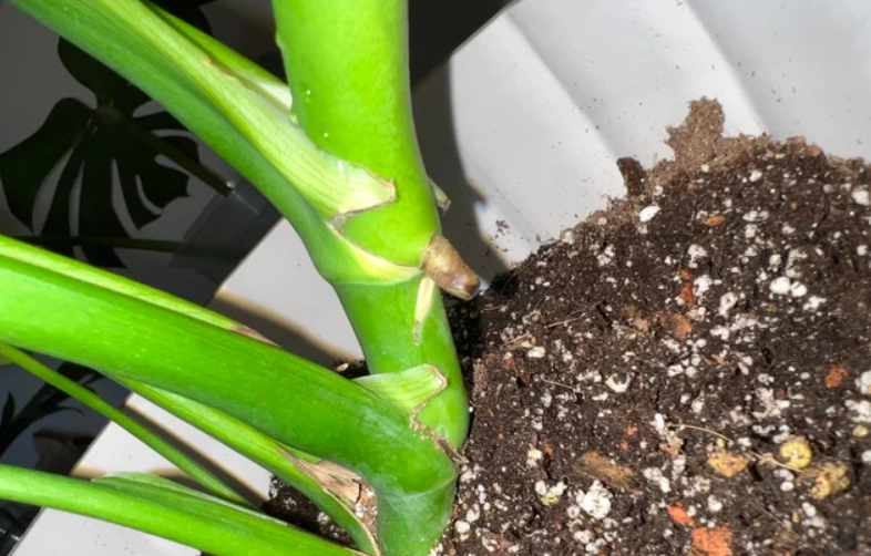 龜背芋根腐病症狀