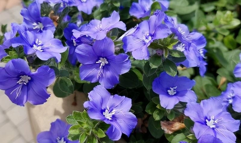 藍星花盆栽照顧