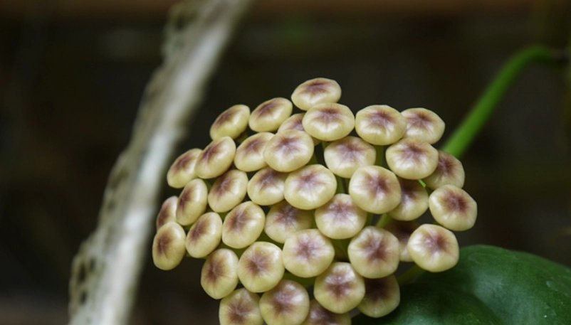 珍珠蘭養護方法