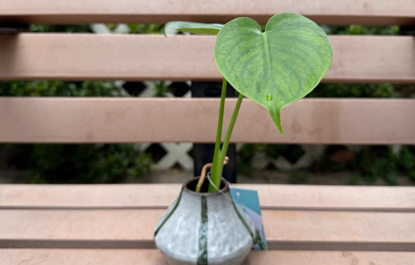 迷你龜背芋品種