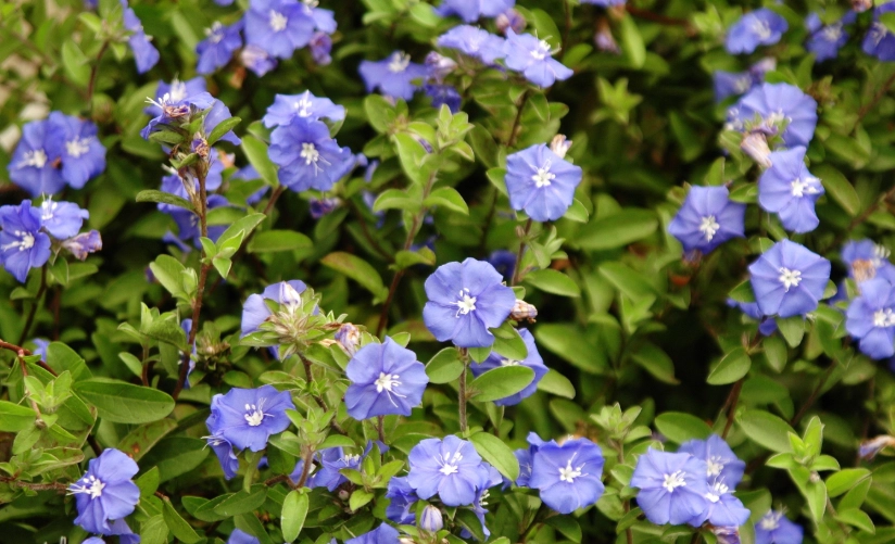 藍星花種植方法