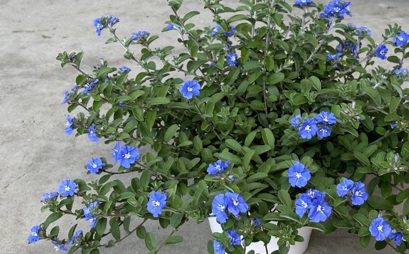 藍星花種植方法