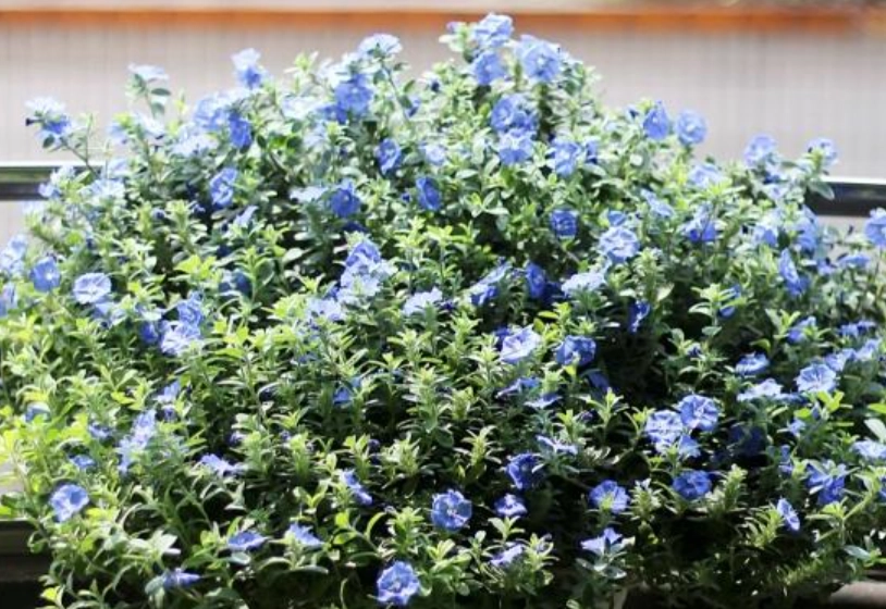 藍星花盆栽推薦