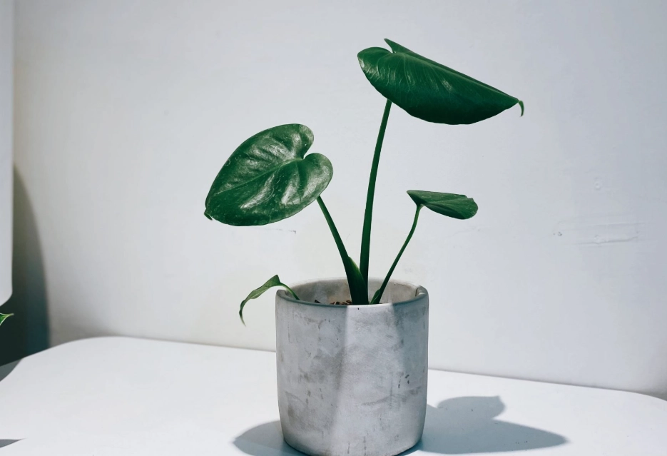 迷你龜背芋品種