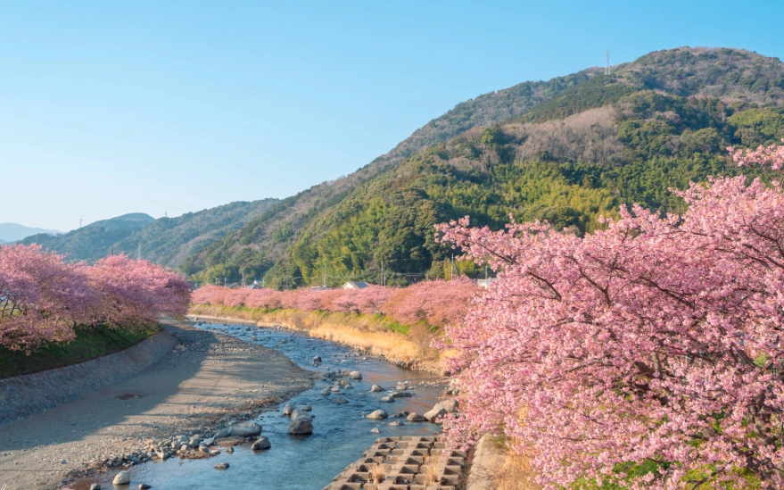 伊豆賞櫻攻略