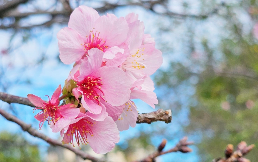 櫻花開花時間