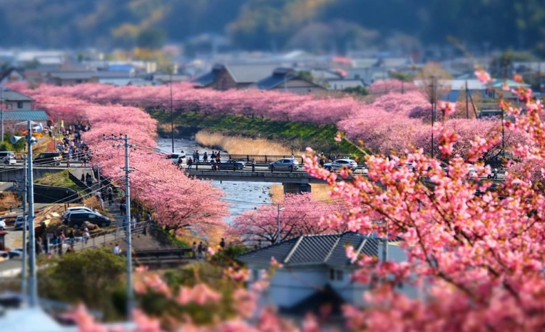 河津櫻花季