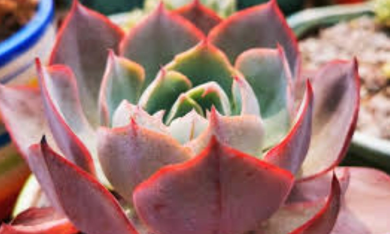 多肉植物葉子下垂