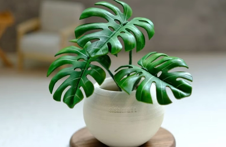 龜背芋象徵意義