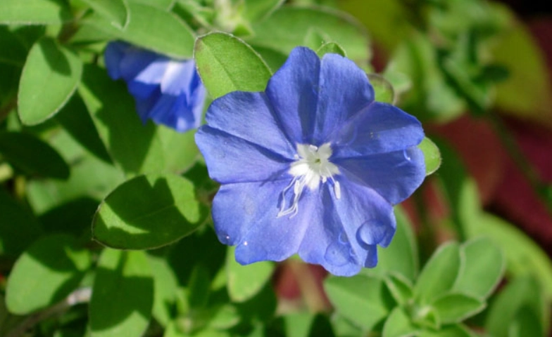 藍星花盆栽照顧