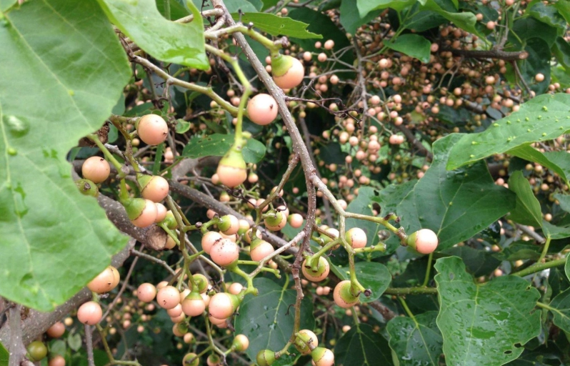 破布子食用方法