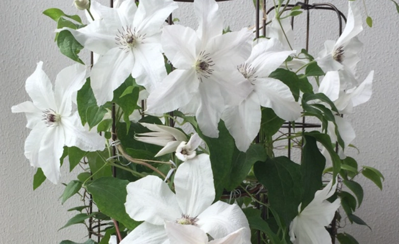 铁线莲养护技巧