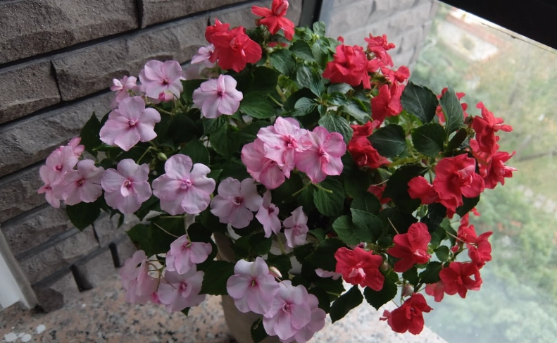 鳳仙花象徵意義