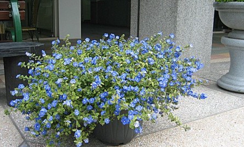 藍星花盆栽推薦