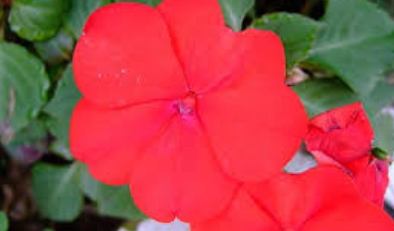 非洲鳳仙花種植