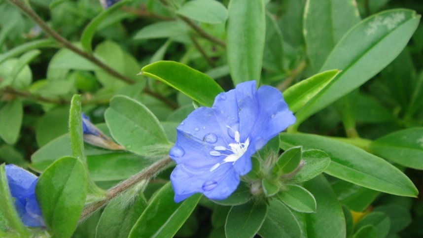 藍星花種植方法