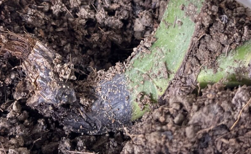 龜背芋根腐病症狀