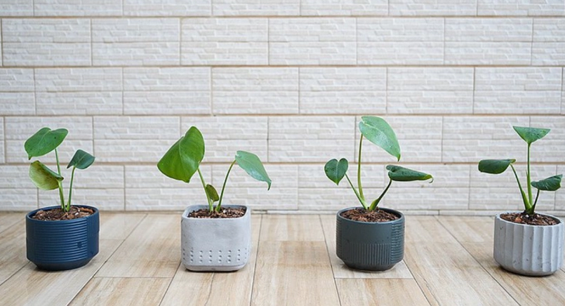 龜背芋迷你養護