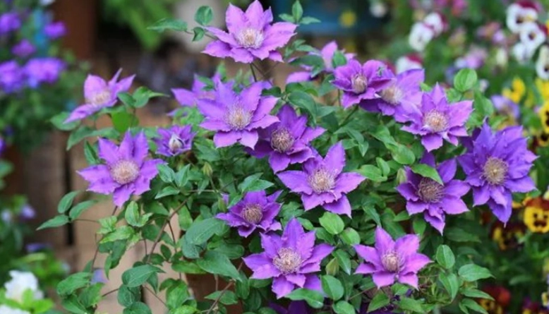 铁线莲养护技巧