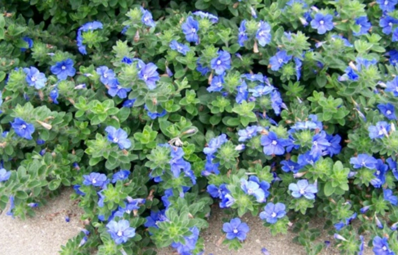 藍星花種植方法