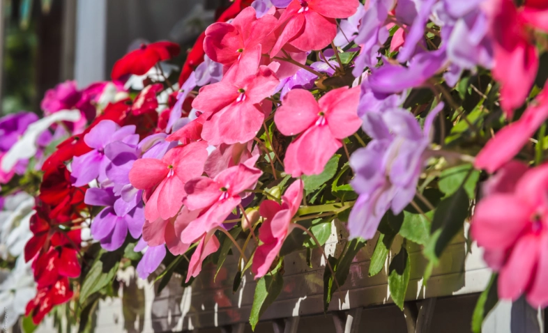 非洲鳳仙花種植