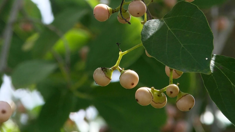 破布子食用方法