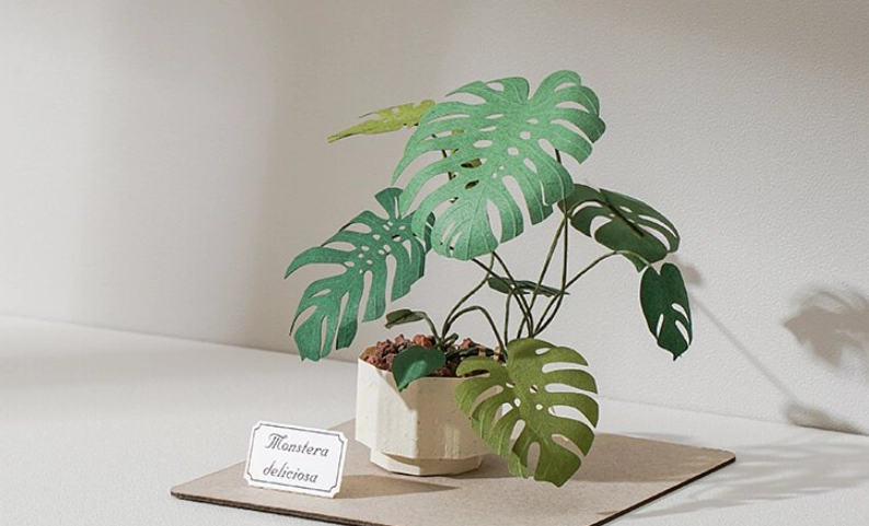 龜背芋迷你問題