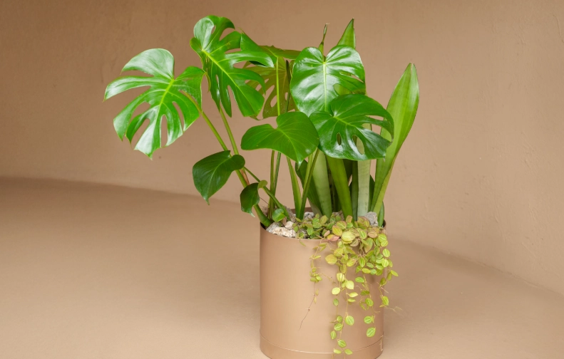 龜背芋迷你問題