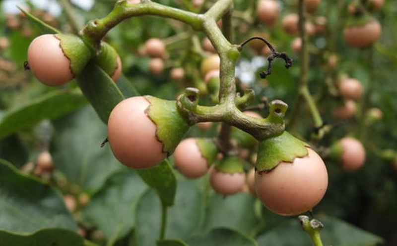 破布子健康益处