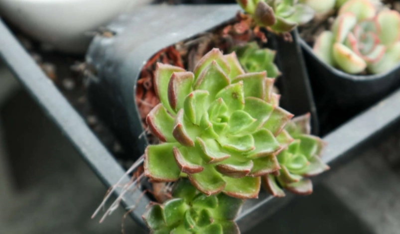 多肉葉子下垂原因