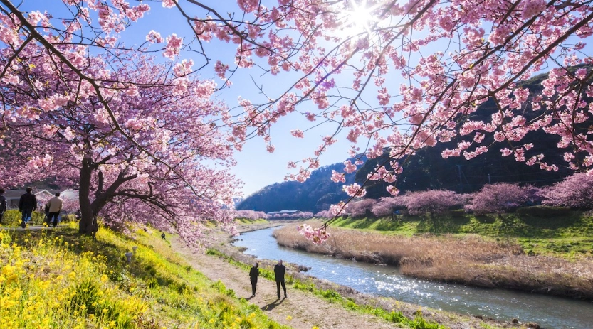 河津櫻花季