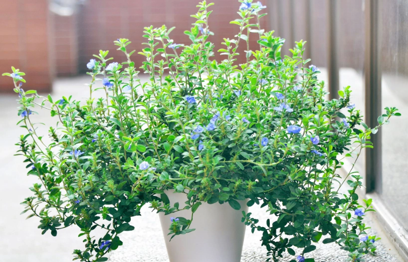 藍星花盆栽照顧