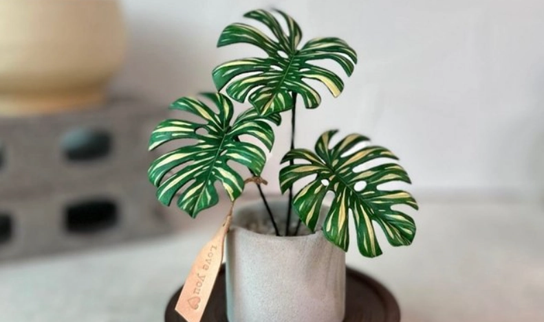 龜背芋迷你養護