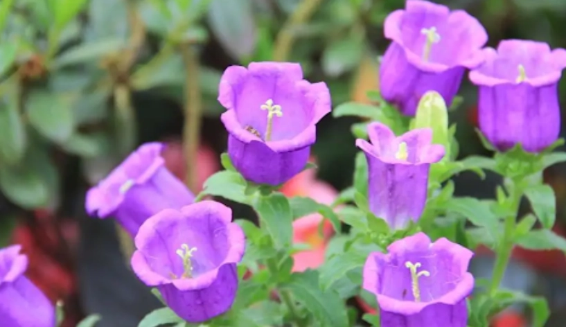 風鈴草開花時間