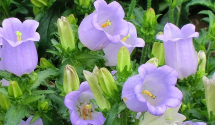 風鈴草開花時間